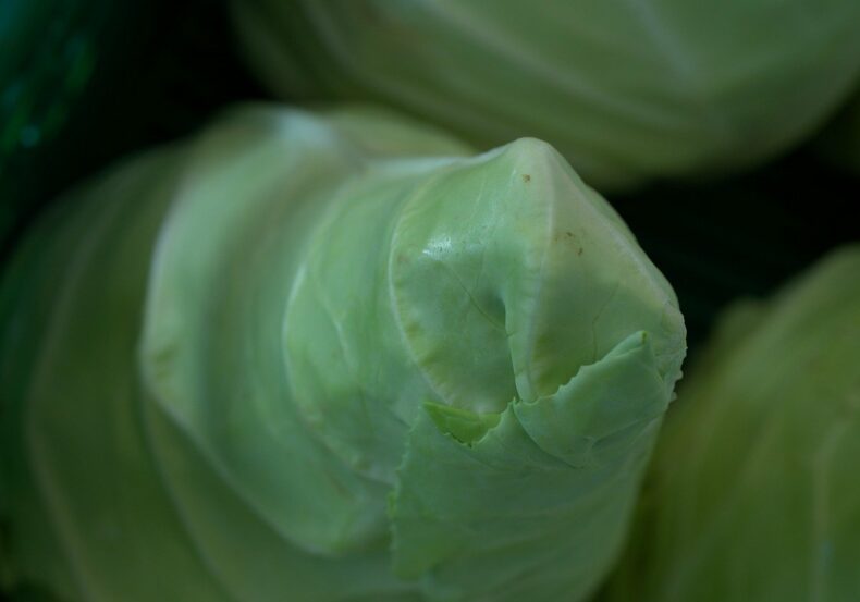cabbage-3740849_1280