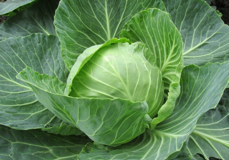 white-cabbage-2705228_1280